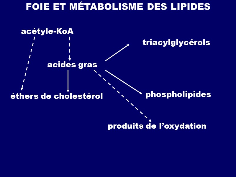 FOIE ET MÉTABOLISME DES LIPIDES acides gras acétyle-КоА triacylglycérols éthers de cholestérol phospholipides produits